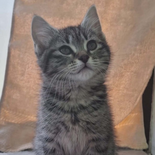 Photo of Katie *9 Lives Project Rescue*