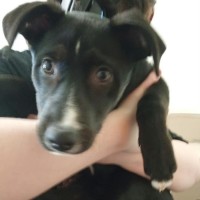 Photo of Wren