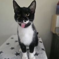 Photo of Alphie (Located In Wantirna South)