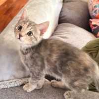 Photo of Enna **2nd Chance Cat Rescue**