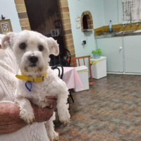 Photo of Pirate 🏴Shih Tzu, 9yo (Adopted 5/8/24)