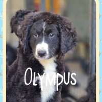Photo of Olympus