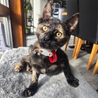 Photo of Lyric