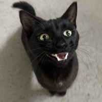 Photo of Baguette