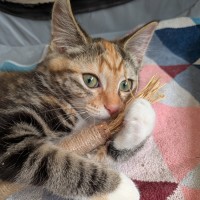 Photo of Pavlova
