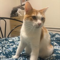 Photo of Ariel **2nd Chance Cat Rescue**