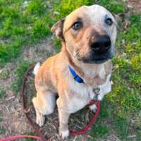 Photo of Buddy