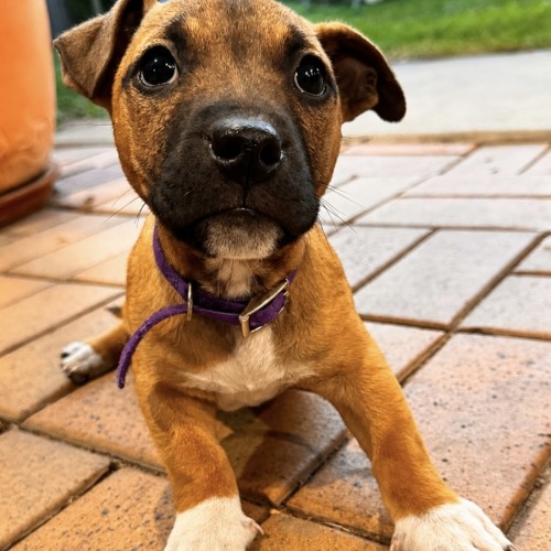 Milo - Dachshund x Staffordshire Bull Terrier Dog