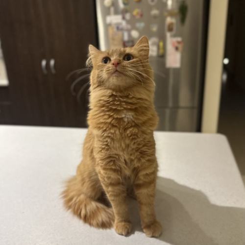 Amber  - Domestic Long Hair (DLH) Cat