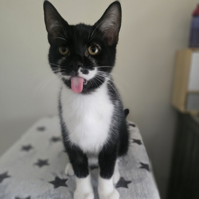 Photo of Alphie (Located In Wantirna South)