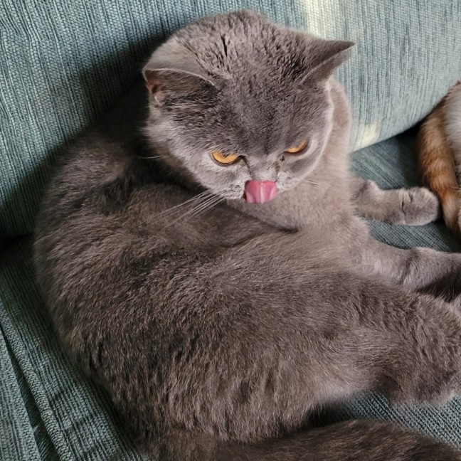 Photo of Moxie Blue Moon