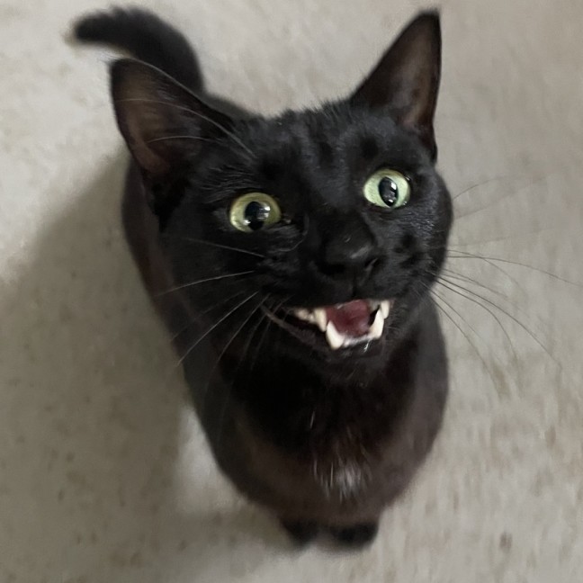 Photo of Baguette