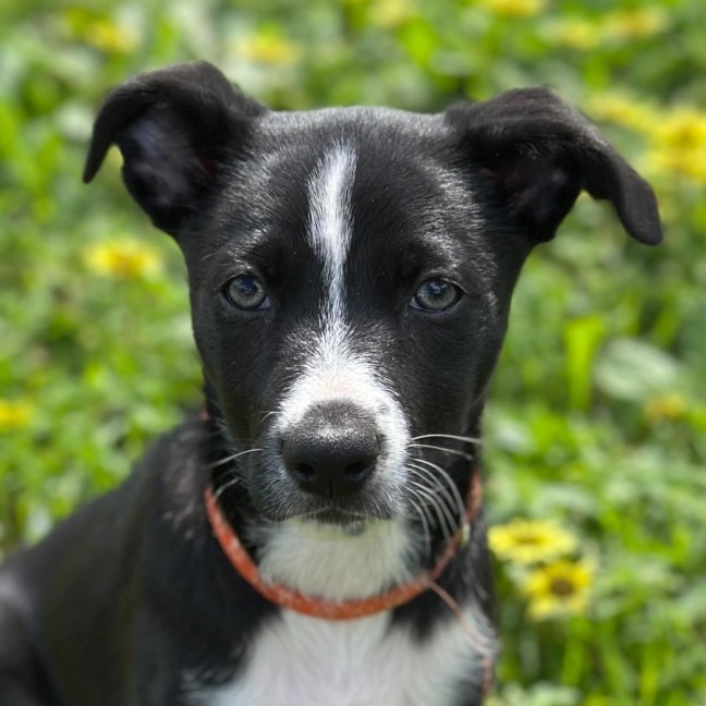 Photo of Cayuga