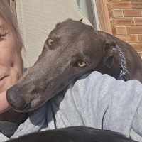 Photo of Hansel, The Blue Greyhound