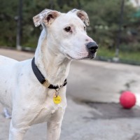 Photo of Pavlova 