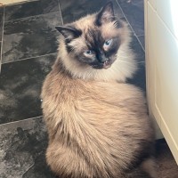 Photo of Lolly   We Can Possibly Assist With Transport