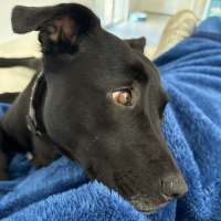 Photo of Luna