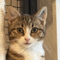 Photo of Emily **2nd Chance Cat Rescue**