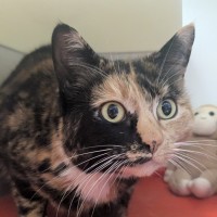 Photo of 🌖 Agatha 6518 🌖