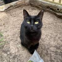 Photo of $100 🐾 Rose