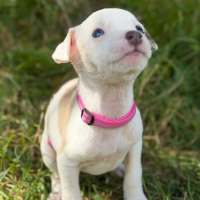 Photo of Abby