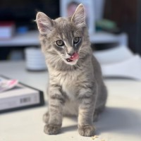 Photo of Hercules **2nd Chance Cat Rescue**