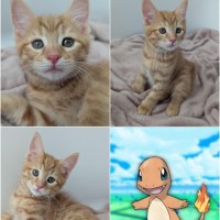 Photo of Charmander