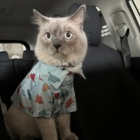 Photo of Louie