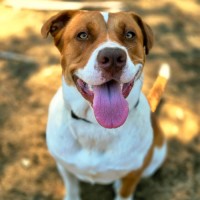 Photo of Daisy