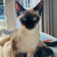 Photo of Phineas And Feb