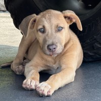 Photo of Paisley 🐶🦋