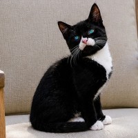 Photo of Beanie