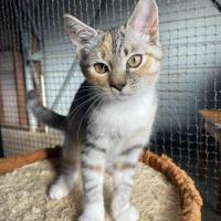 Photo of Custard