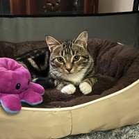 Photo of Mystery ** 2nd Chance Cat Rescue**