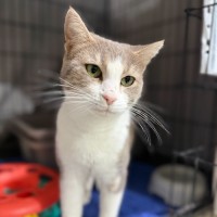 Photo of Mocha