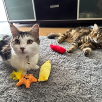 Photo of Luna & Maple