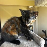 Photo of Sunkist 