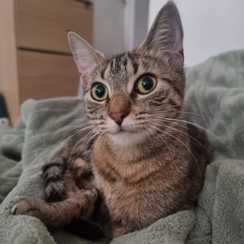 Saffron - Domestic Short Hair (DSH) Cat