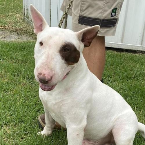 Axl - Bull Terrier Dog