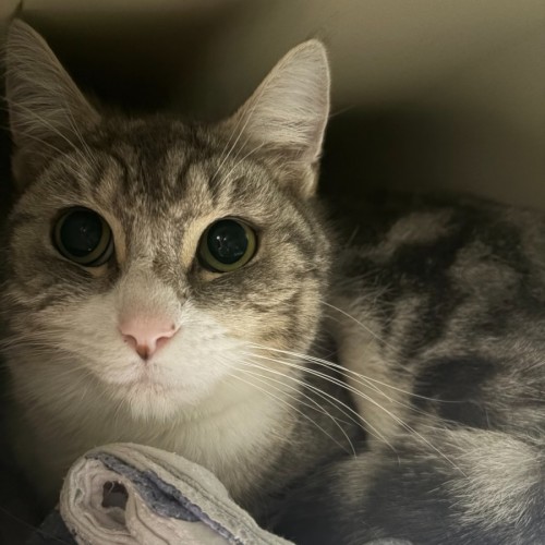Cinderella - Domestic Short Hair (DSH) Cat