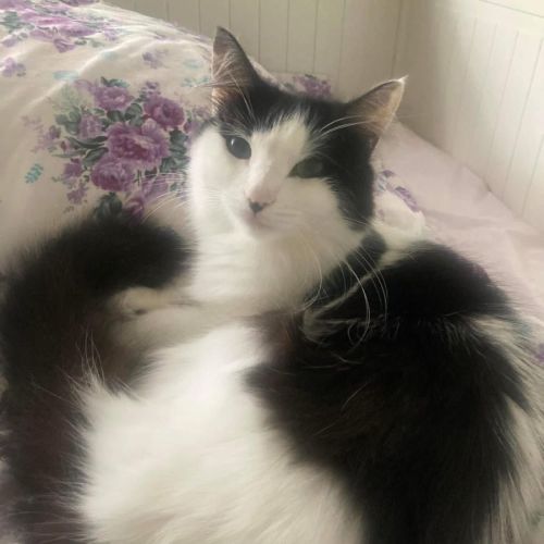 Lyra - Domestic Long Hair (DLH) Cat