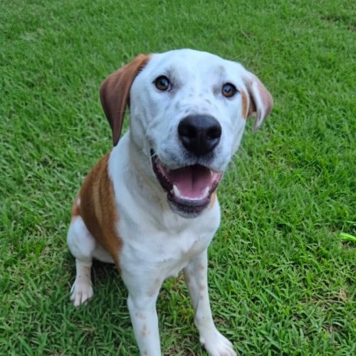 Gilly *$350 Adoption Fee*  - Bull Arab x Australian Cattle Dog