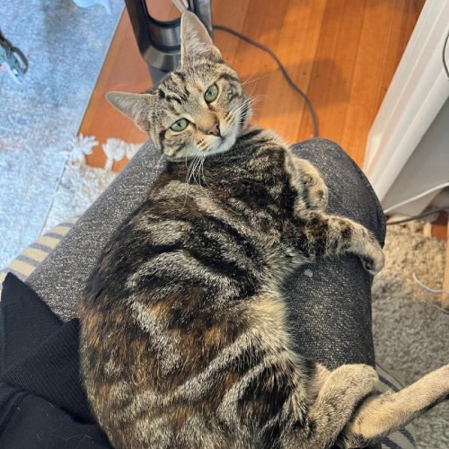 Mango - Domestic Short Hair (DSH) Cat