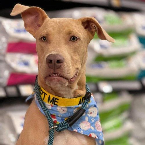 Bama - American Staffordshire Terrier Dog