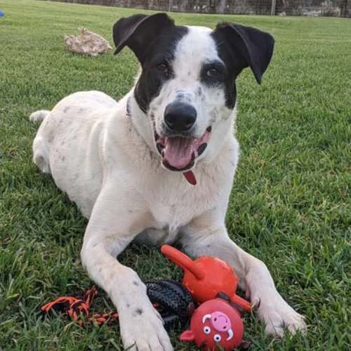 Toby - Border Collie Dog