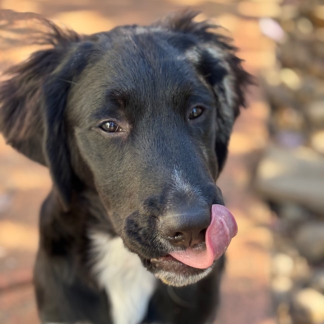 Photo of Optimus Prime