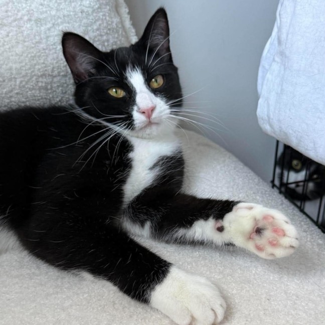 Photo of Zorro