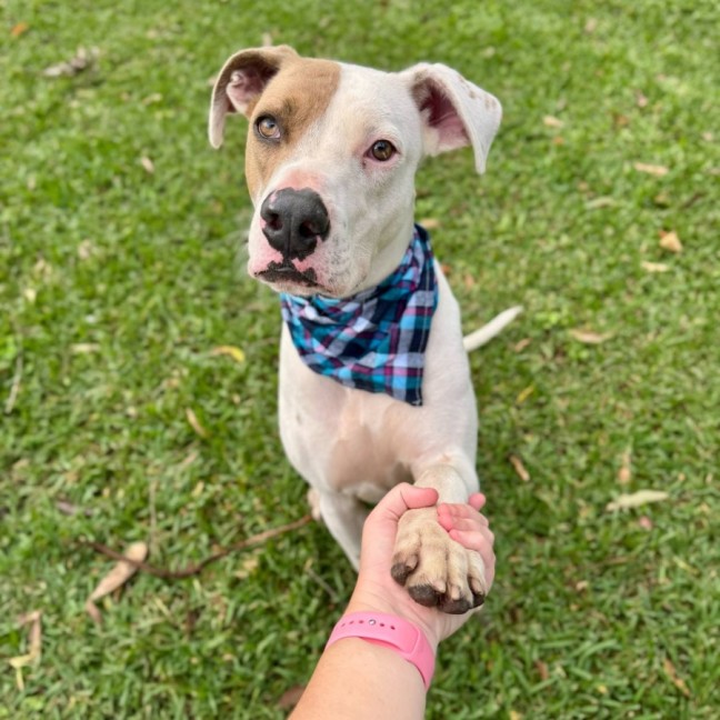 Photo of Dustin *$150 Adoption Fee*