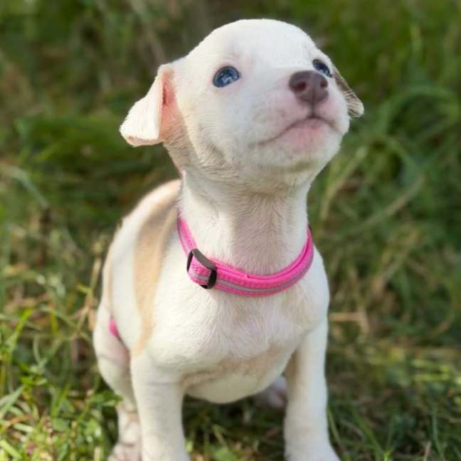 Photo of Abby