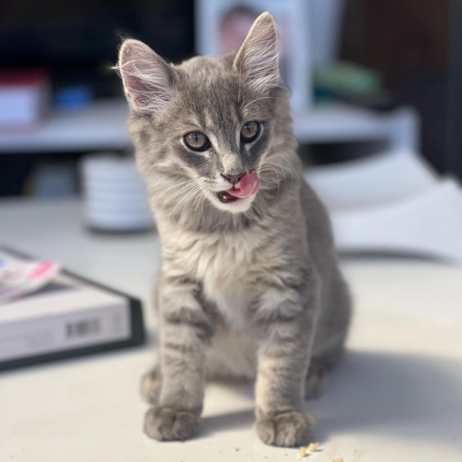 Photo of Hercules **2nd Chance Cat Rescue**